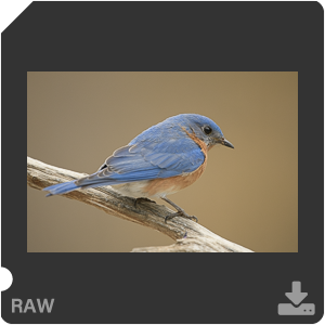 Nikon D500 с объективом AF-S Nikkor 180-400mm f/4.0E TC1.4 FL ED VR. Примеры RAW файлов