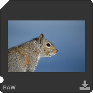 Nikon D500 с объективом AF-S Nikkor 180-400mm f/4.0E TC1.4 FL ED VR. Примеры RAW файлов