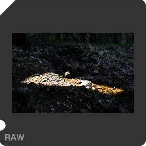 Камера Nikon Z 6 с объективом Nikkor Z 24-70mm f/4 S. Примеры RAW файлов