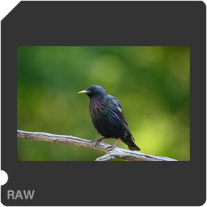 Nikon D780 Camera with AF-S Nikkor 300mm f/4E PF ED VR. Examples of RAW files