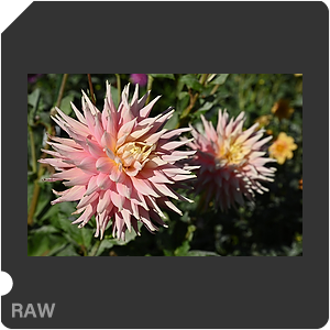 Камера Nikon Z 6III с объективом Nikkor Z 24-70mm f/2.8 S. Примеры RAW файлов