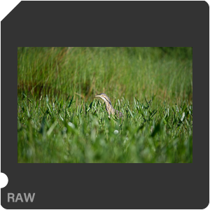 Nikon D780 Camera with AF-S Nikkor 300mm f/4E PF ED VR. Examples of RAW files