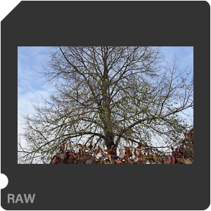 RAW sample