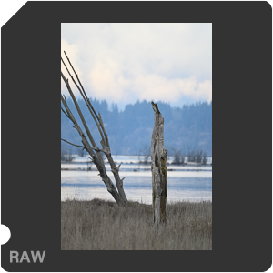 Nikon Z 6 Camera with AF-S Nikkor 500mm f/5.6E PF ED VR. Examples of RAW files