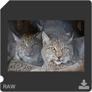 Камера Nikon D7500 с AF-S DX Nikkor 18-300mm f/3.5-5.6G ED VR. Примеры RAW файлов