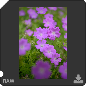 Камера Nikon D с объективом AF-S Nikkor 28 mm f/1.4E ED. Примеры RAW файлов