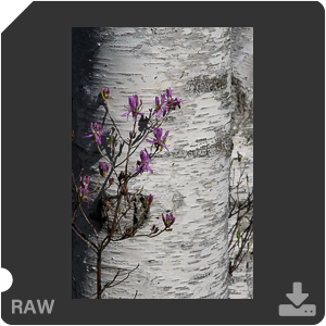 Камера Nikon D500 с объективом AF-S DX Nikkor 16-80mm f/2.8-4E ED VR. Примеры RAW файлов