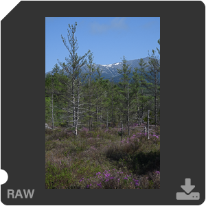 Камера Nikon D500 с объективом AF-S DX Nikkor 16-80mm f/2.8-4E ED VR. Примеры RAW файлов