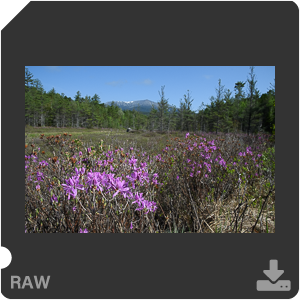 Камера Nikon D500 с объективом AF-S DX Nikkor 16-80mm f/2.8-4E ED VR. Примеры RAW файлов