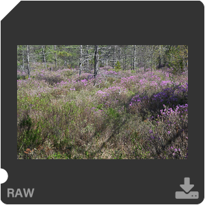 Камера Nikon D500 с объективом AF-S DX Nikkor 16-80mm f/2.8-4E ED VR. Примеры RAW файлов