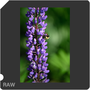 Nikon D780 Camera with AF-S Nikkor 300mm f/4E PF ED VR. Examples of RAW files