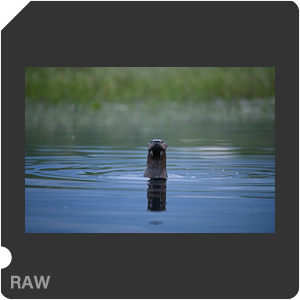 Nikon D780 Camera with AF-S Nikkor 300mm f/4E PF ED VR. Examples of RAW files