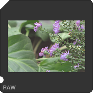 Nikon 1 V1 Camera with Upiter-36 250mm f/3.5. Examples of RAW files