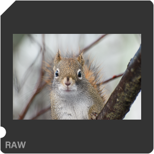 Камера Nikon D3500 с объективом AF-P DX Nikkor 70-300mm f/4.5-6.3G ED. Примеры RAW файлов