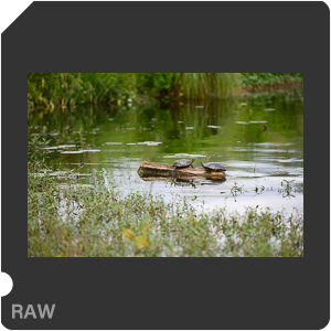 Nikon Z 7 Camera with AF-S Nikkor 120-300mm f/2.8E FL ED SR VR. Examples of RAW files