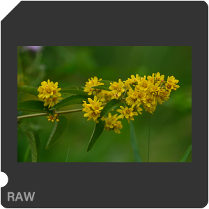 Nikon Z 7 Camera with AF-S Nikkor 120-300mm f/2.8E FL ED SR VR. Examples of RAW files