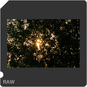 Nikon Z 7 Camera with AF-S Nikkor 120-300mm f/2.8E FL ED SR VR. Examples of RAW files