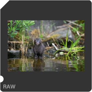 Nikon D780 Camera with AF-S Nikkor 300mm f/4E PF ED VR. Examples of RAW files