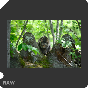 Nikon D780 Camera with AF-S Nikkor 300mm f/4E PF ED VR. Examples of RAW files