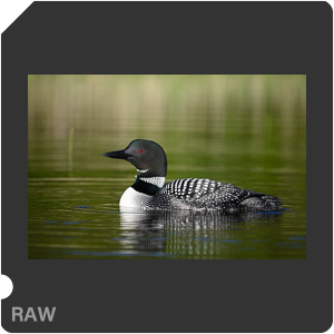 Nikon D780 Camera with AF-S Nikkor 300mm f/4E PF ED VR. Examples of RAW files