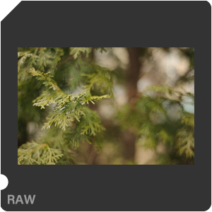 Nikon D700 Camera with AF Nikkor 50mm f/1.8. Examples of RAW files