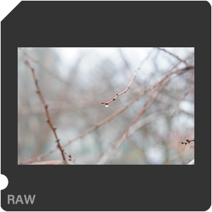 Nikon D700 Camera with AF Nikkor 50mm f/1.8. Examples of RAW files