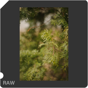 Nikon D700 Camera with AF Nikkor 50mm f/1.8. Examples of RAW files