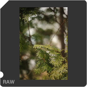 Nikon D700 Camera with AF Nikkor 50mm f/1.8. Examples of RAW files