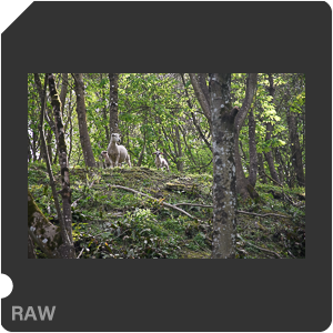 Камера Nikon D500 с объективом AF-S DX Nikkor 16-80mm f/2.8-4E ED VR. Примеры RAW файлов