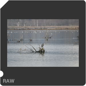 Nikon Z 6 Camera with AF-S Nikkor 500mm f/5.6E PF ED VR. Examples of RAW files