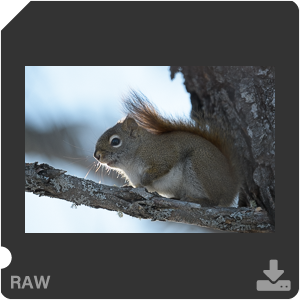 Nikon D500 с объективом AF-S Nikkor 180-400mm f/4.0E TC1.4 FL ED VR. Примеры RAW файлов