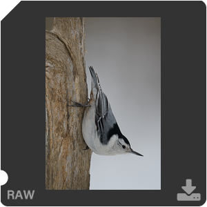 Nikon D500 с объективом AF-S Nikkor 180-400mm f/4.0E TC1.4 FL ED VR. Примеры RAW файлов