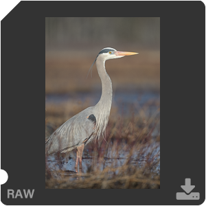 Nikon D500 с объективом AF-S Nikkor 180-400mm f/4.0E TC1.4 FL ED VR. Примеры RAW файлов