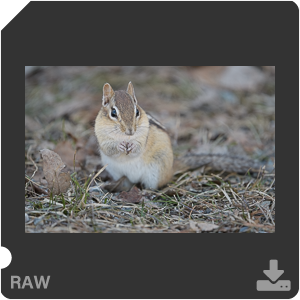 Nikon D500 с объективом AF-S Nikkor 180-400mm f/4.0E TC1.4 FL ED VR. Примеры RAW файлов