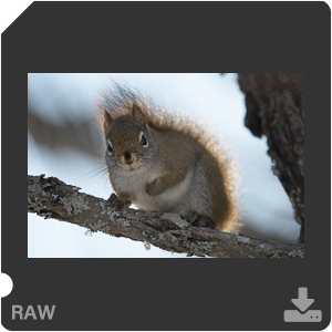 Nikon D500 с объективом AF-S Nikkor 180-400mm f/4.0E TC1.4 FL ED VR. Примеры RAW файлов