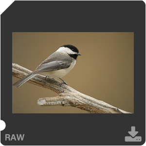 Nikon D500 с объективом AF-S Nikkor 180-400mm f/4.0E TC1.4 FL ED VR. Примеры RAW файлов