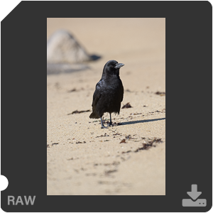 Nikon D500 с объективом AF-S Nikkor 180-400mm f/4.0E TC1.4 FL ED VR. Примеры RAW файлов