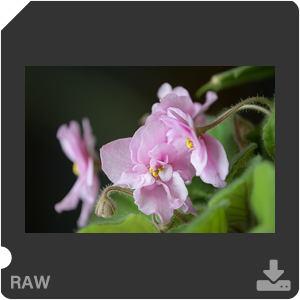 Nikon D500 с объективом AF-S Nikkor 180-400mm f/4.0E TC1.4 FL ED VR. Примеры RAW файлов