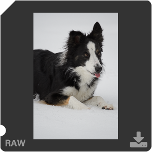 Nikon D500 с объективом AF-S Nikkor 180-400mm f/4.0E TC1.4 FL ED VR. Примеры RAW файлов