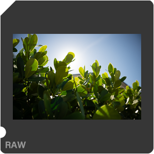 Nikon Z 8 + Nikkor Z 24-70mm f/2.8 S II. Examples of RAW files