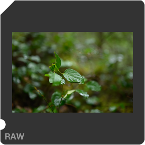 Nikon Z 9 Camera with Nikon Z 9 + Nikkor Z 50mm f/1.2 S. Examples of RAW files