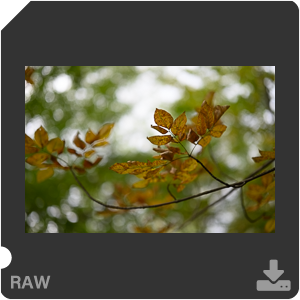 Камера Nikon Z 7II с объективом Nikkor Z 50 mm f/1.2 S. Примеры RAW файлов