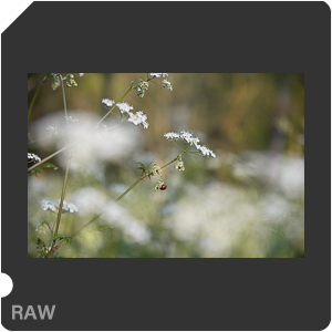 Камера Nikon D500 с объективом AF-S DX Nikkor 16-80mm f/2.8-4E ED VR. Примеры RAW файлов