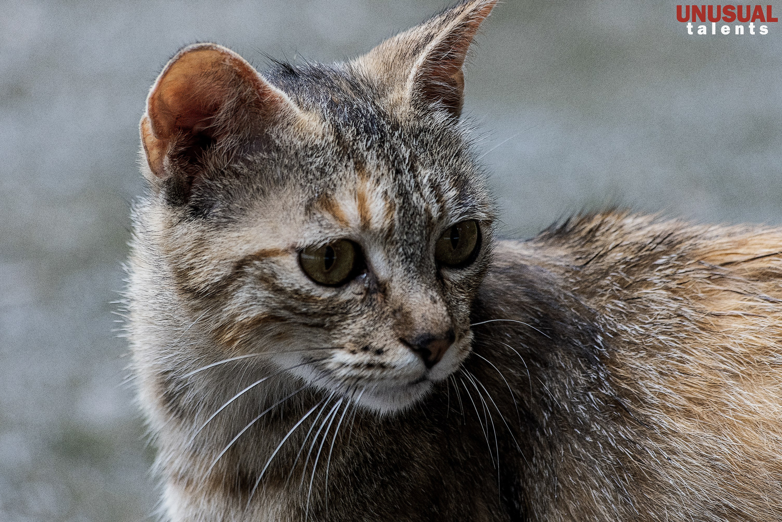 June 2025. UNUSUAL TALENT magazine