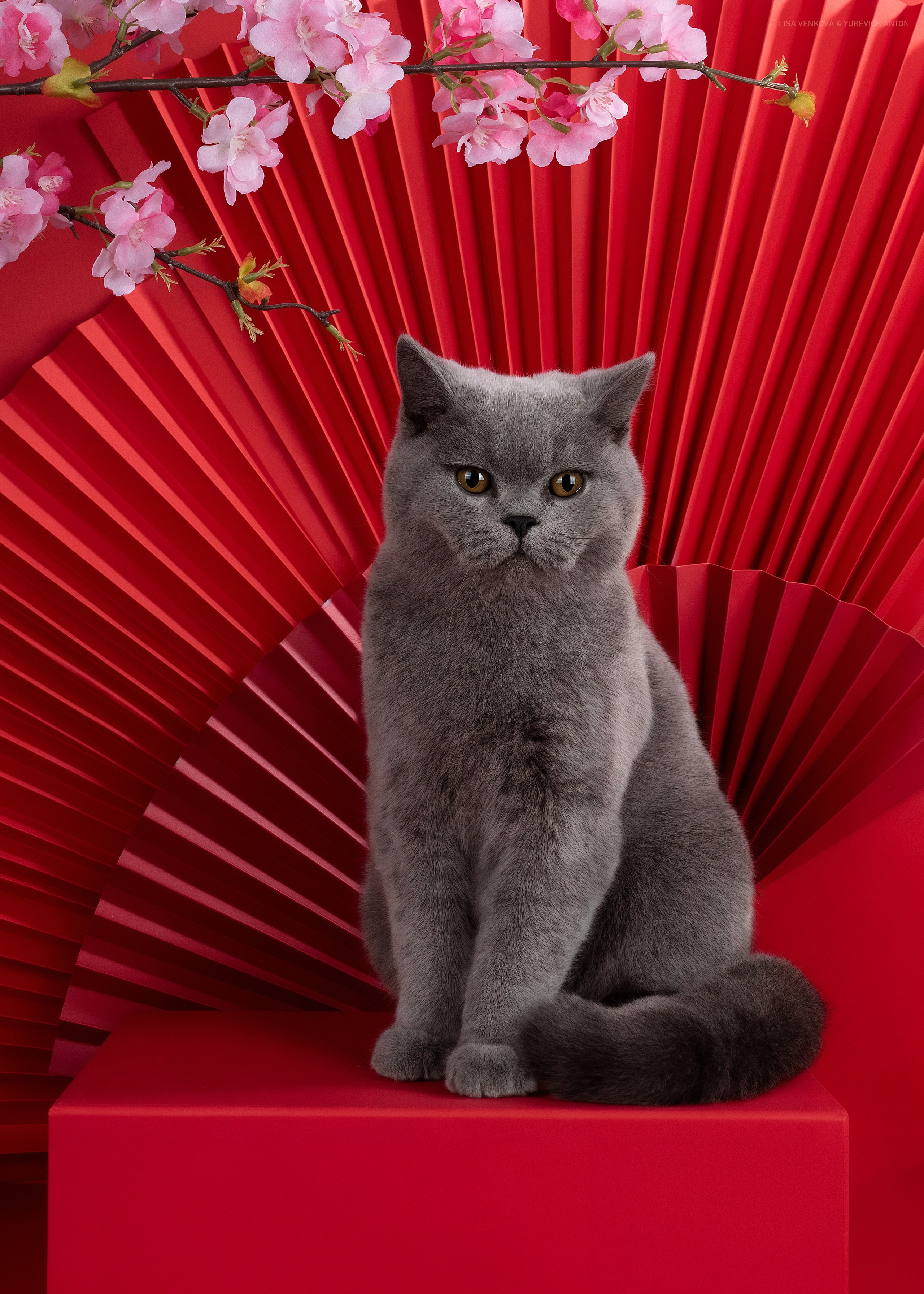 Анималистика. Сайт портфолио двух профессиональных фотографов