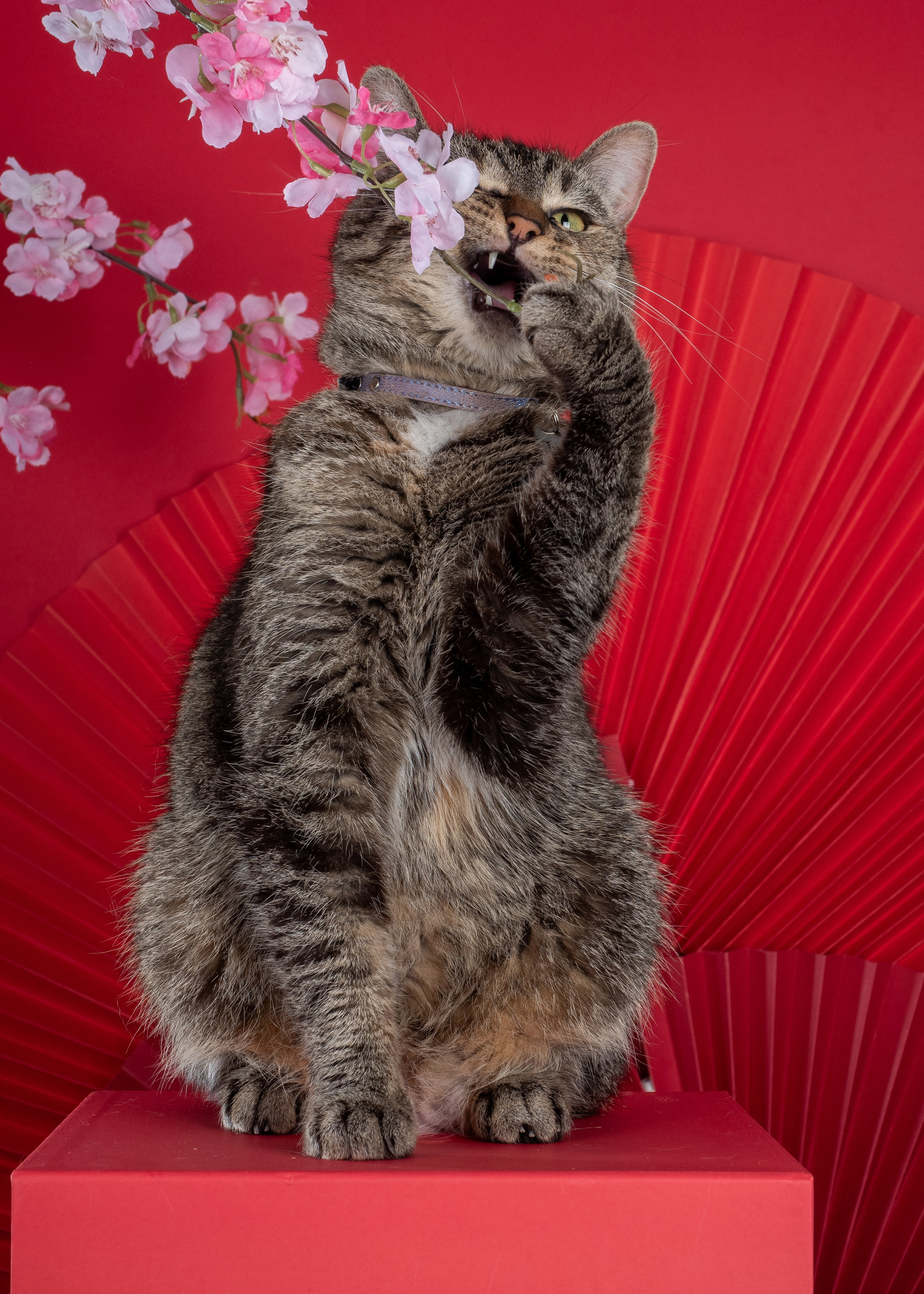 Анималистика. Сайт портфолио двух профессиональных фотографов