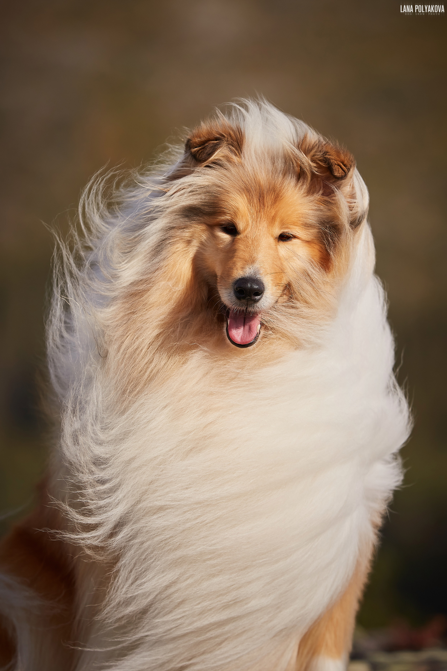 Годовщина любимого портрета. ФОТОГРАФ-АНИМАЛИСТ l LANA POLYAKOVA