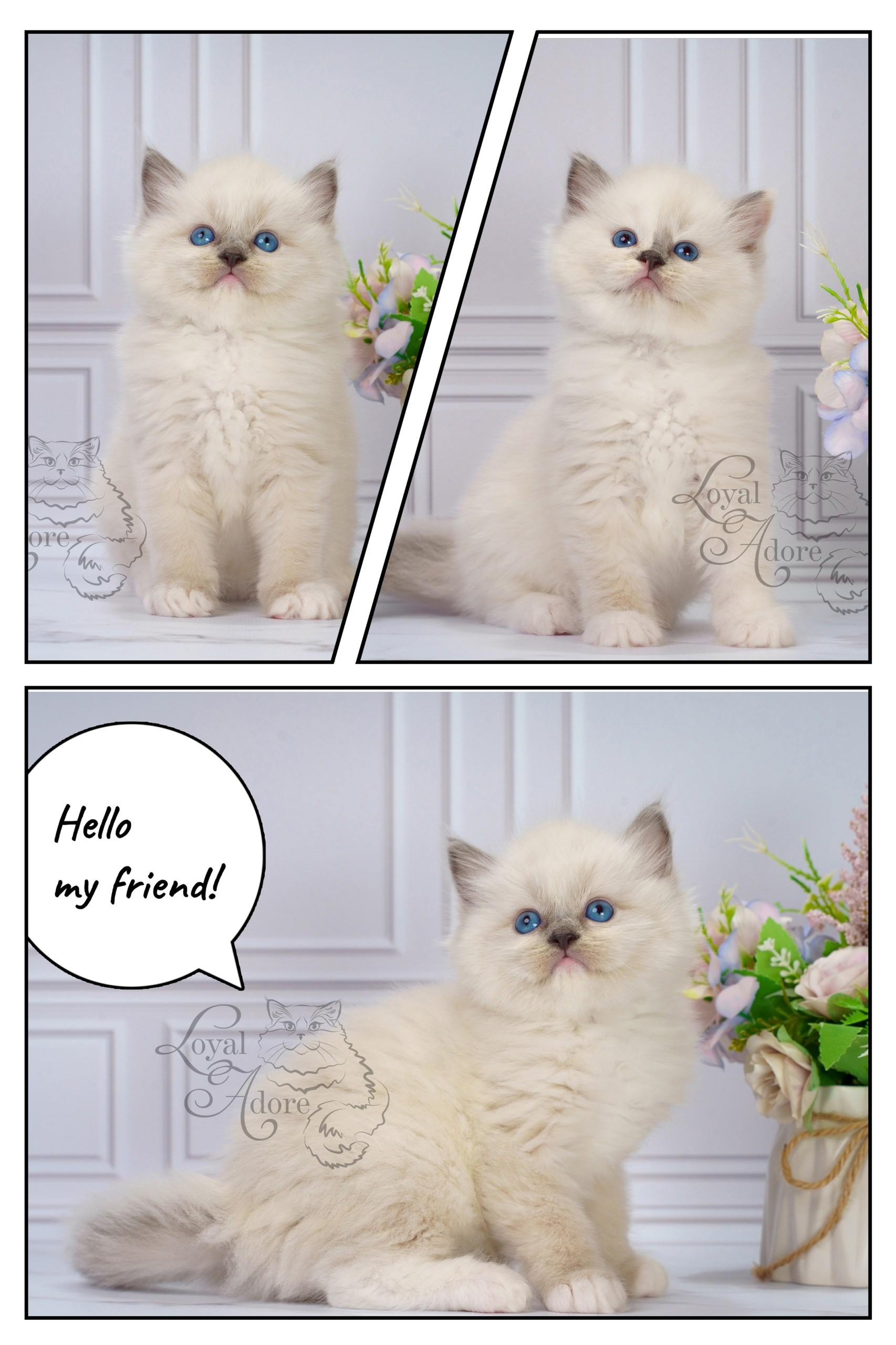Котята рэгдолл от Loyal Adore. Питомник рэгдолл Loyal Adore