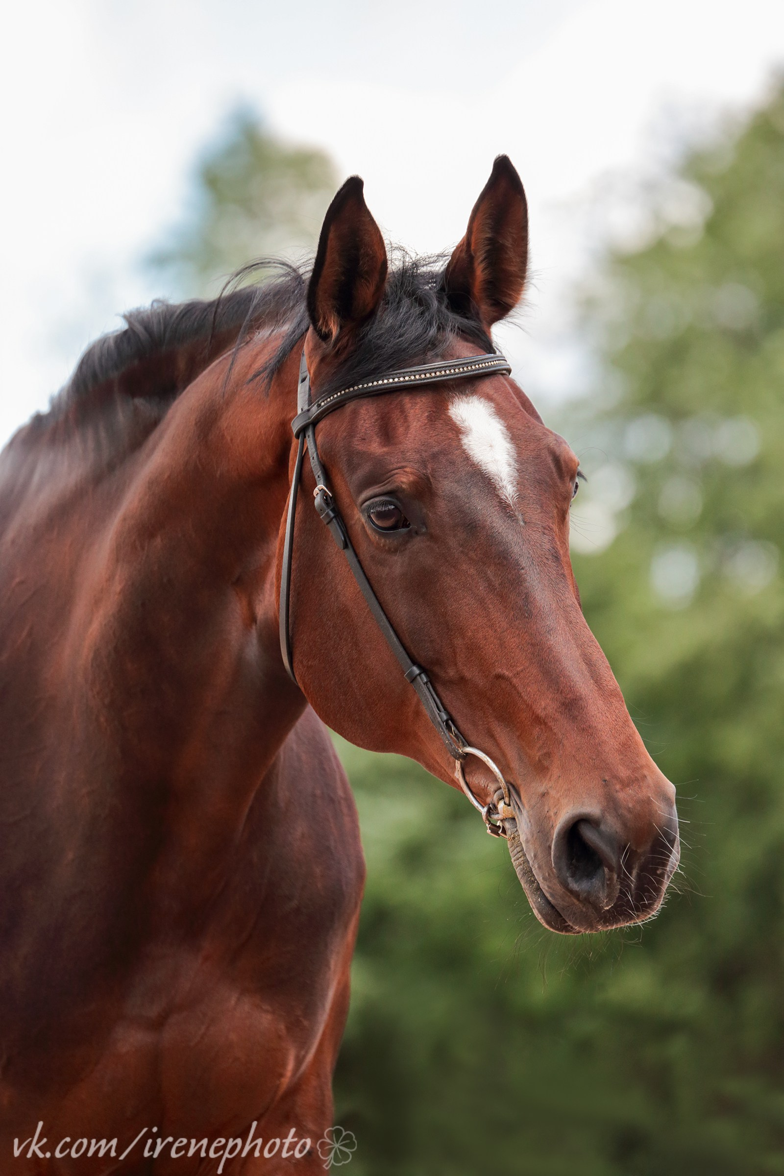 Irenephoto.ru