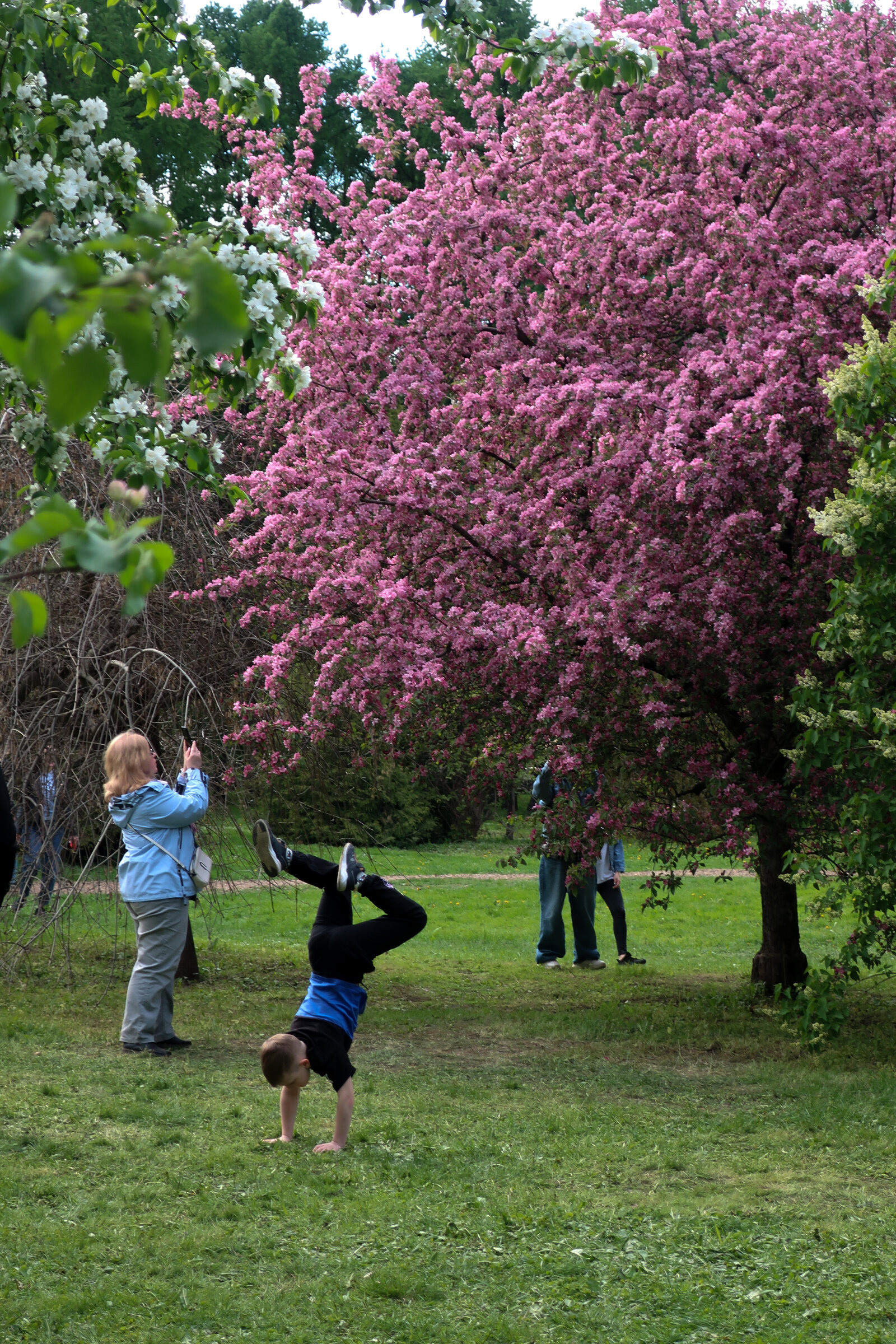 Фотопрогулка по Главному ботаническому саду им. Цицина в Москве. Проект «Фотокладовка»: блог уличной фотографии в формате street photo